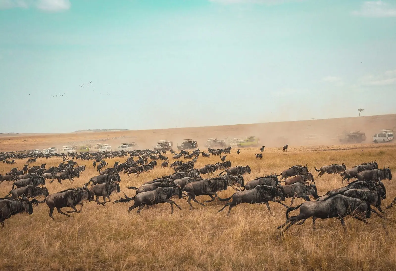Wildebeest migration crossing the Masai Mara plains