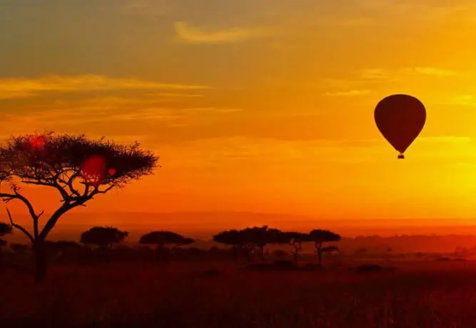 Hot-air balloon over acacia trees at an orange sunrise