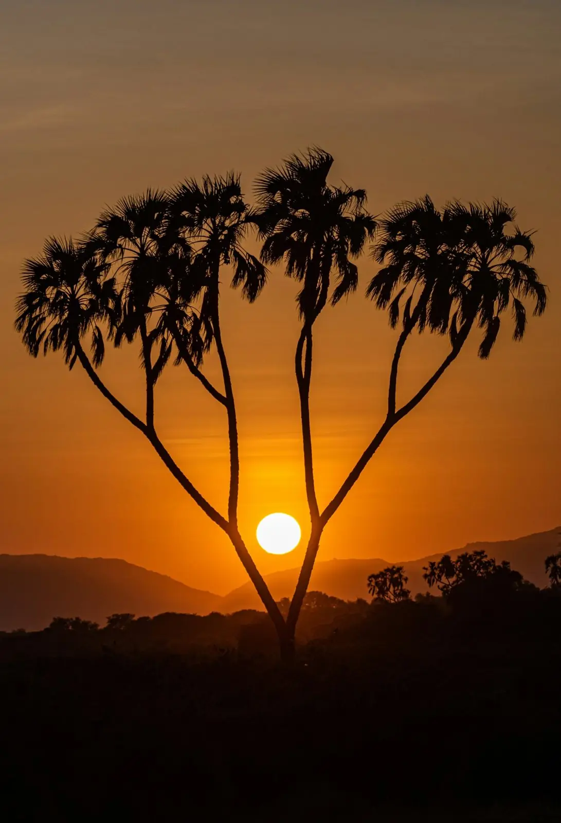 Doum palm silhouetted against the setting sun in Samburu